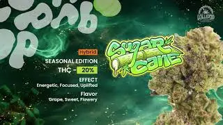 Top 29 Cannabis Strains: Everything You can get at Lollipop Dispensary, Bangkok, Thailand