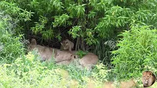 Breaking News - Casper The White Lion Is a DADDY AGAIN - Exclusive Footage Inside The Den