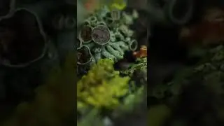 Заготовили дрова  