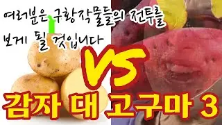 감자 대 고구마 3 [숙광회]