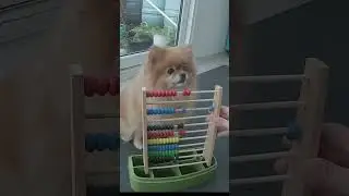 Playing Abacus With A Dog