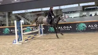 Kto Quick Max - 2018y, stallion, by Quick Star x Cormint, training jumping
