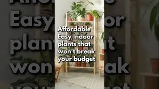 Affordable Easy Indoor plants that won't break your budget 