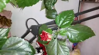 Мою соседку любят КОЛЮЧКИ. Совершенно другие цветы.