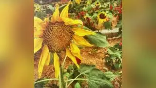 Aden Lynn - Sunflower | Reupload