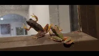 18 little frogs on our front door