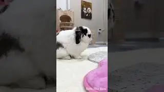 My bunny telling me his treats is empty 🐰