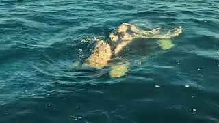 Ballena Franca Austral - Puerto pirámides 2023 - Reel - Bottazzi