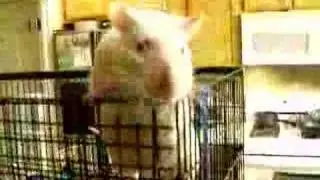 More Rats