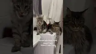 Дружба двух Мейн-Кунов