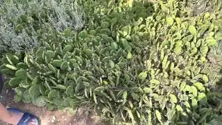 Много кактусов растут прямо на улице 8 июля 2021 г. 