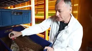 Муха черная львинка и ее производные стали сельскохозяйственной продукцией
