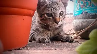 Life of nature