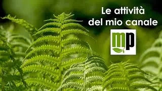 Attività del canale