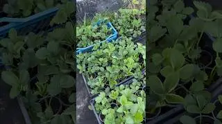 Отправка в праздничные дни. #strawberry  Вацап +79035830612