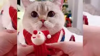 Lovely Funny Pets