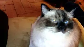 VIDEO00702