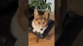 My corgi wants you to see his lion robe