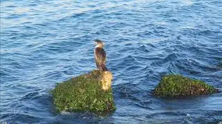 ŞİİRİM.. UMURSAMAZLIK