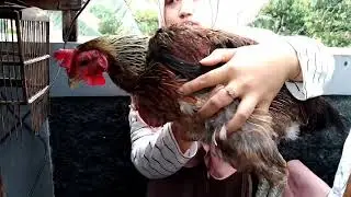 ayam kampung langsung NANGKEP di kandang