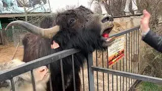 Обалденный Парк Львов Тайган в Крыму! Гамадрил Люська и вся ее компания!