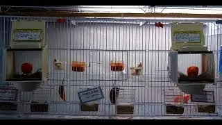 How breeding - reproduction one male canary with two females in the same cage