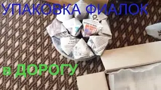 How to properly pack a parcel of violets