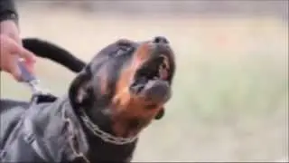 Каждому своё