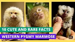 The Western Pygmy Marmoset (Cebuella Pygmaea) 10 cute facts