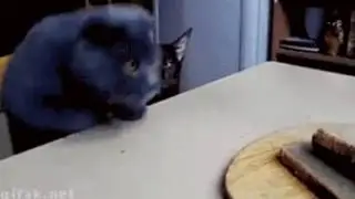 Кот берет хлеб