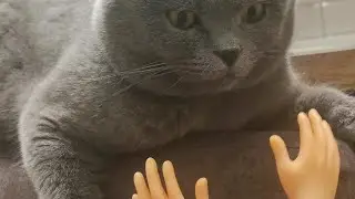 приколы с котами | смешные коты | подборка приколов
