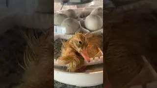 Incubating Fawn Indian Runner Ducklings
