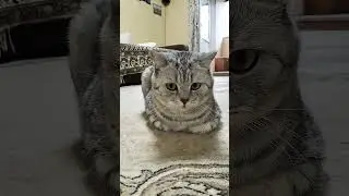 Кот не хочет работать 