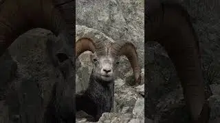 He’s 8 You Bringing Him Home? #sheephunting #hunting #howtohunt #stonesheep