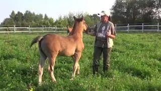 Чем заниматься с жеребенком до отъема