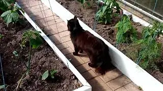 Летний день, Троица!