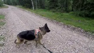 Schäferhund får vittring av rovdjur