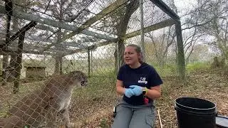 Operant Conditioning with a Cougar!