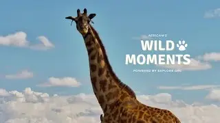 Giraffe, Zebra and Chick | Wild Moments | September 5