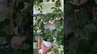 Цветение Хойи Матильда #цветение#цветениехойи #комнатныерастения