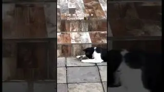 Том и Джерри в Таджикистане) #томиджерри