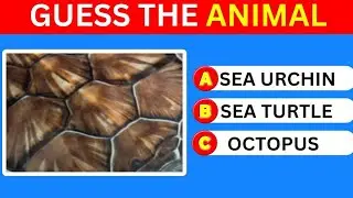 Can you guess the Animal by its Unique Textures? Guess the Animal by its Skin