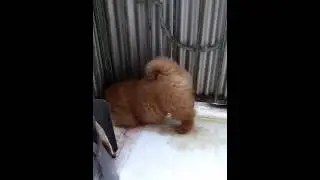 Щенок Чау-чау Кира на первом боевом дежурстве