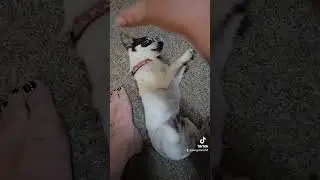 Adventures with Pongo: tickle tickle 
