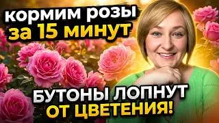 Подкормка РОЗ по листу: Пошаговая схема. Внекорневая подкормка роз от А до Я