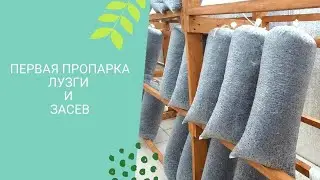 День Х: пропариваем лузгу и засеваем вешенку