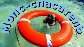 Обучение мопса - спасателя🤿