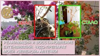 Реанимация и восстановление бугенвиллий / чудо препараты из моей зелёной аптечки