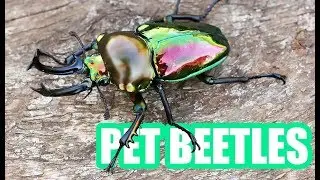 Pet Beetles!