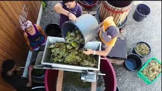 Vindima tradicional na EPDRBM